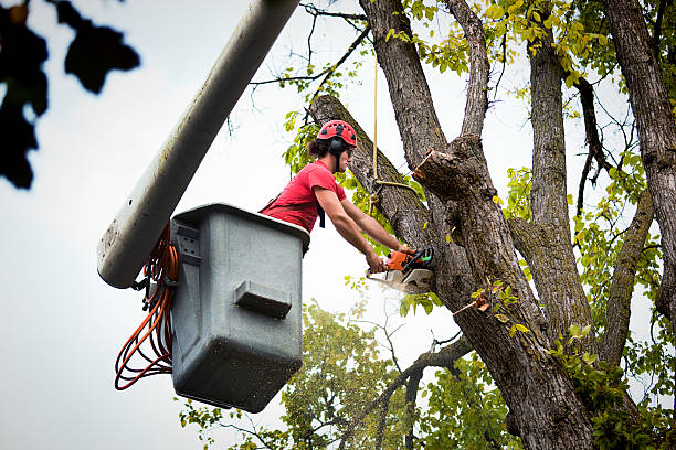 Best Fruit Tree Pruning  in Waikapu, HI